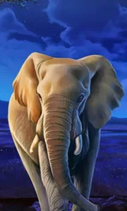 African Elephant